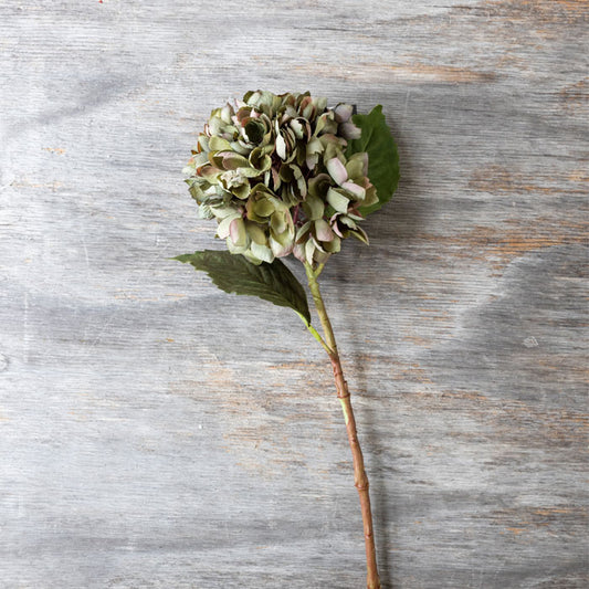 HYDRANGEA CHLORIS