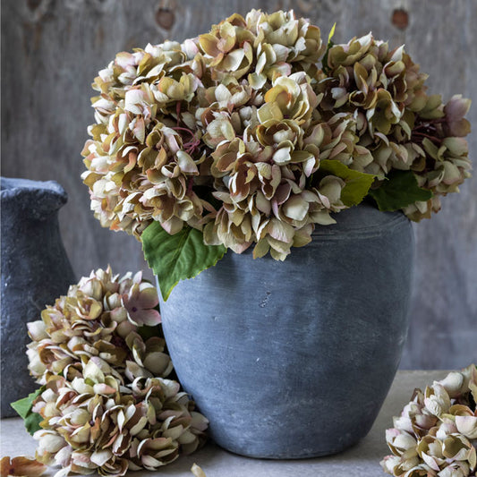 HYDRANGEA DUSK