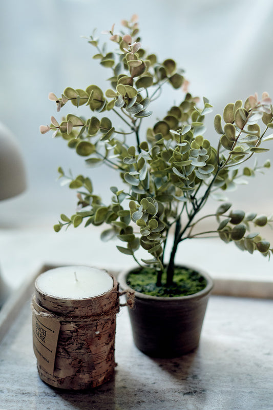 POTTED EUCALYPTUS BUSH