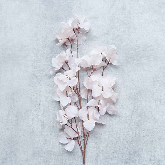 BOUGAINVILLEA BLUSH - *Pre-order* Shipping February 2025