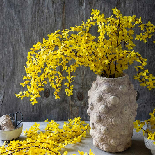 FORSYTHIA